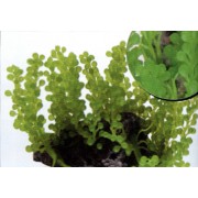 Композиция из искуственных кораллов, 22*18*10 см (SH201B)