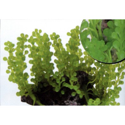 Композиция из искуственных кораллов, 22*18*10 см (SH201B) Композиция из искуственных кораллов, 22*18*10 см (SH201B)