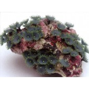 Композиция из искуственных кораллов, 22*18*10 см (SH201CB)