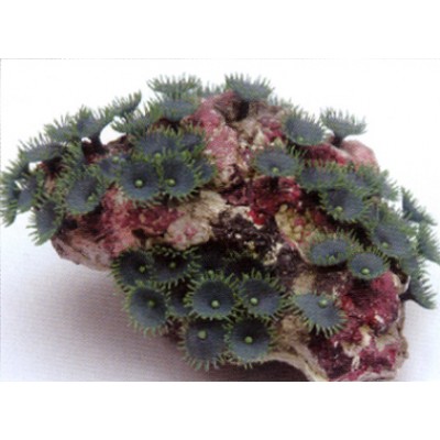 Композиция из искуственных кораллов, 22*18*10 см (SH201CB) Композиция из искуственных кораллов, 22*18*10 см (SH201CB)