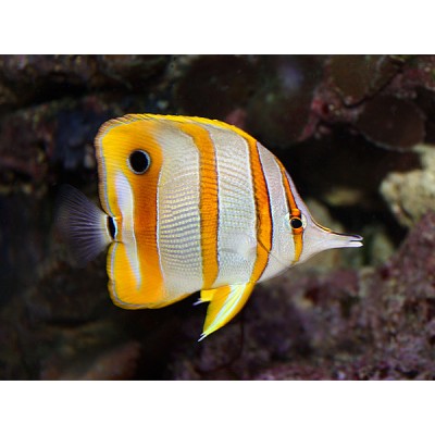 Хелмон (Chelmon Rostratus) Хелмон (Chelmon Rostratus)