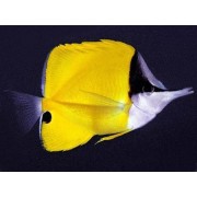 Бабочка-пинцет жёлтая (Forcipiger Flavissimus)