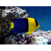 Ангел-Центропиг Двухцветный (Centropyge Bicolor)