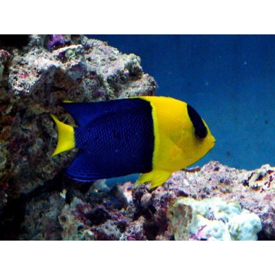 Ангел-Центропиг Двухцветный (Centropyge Bicolor) Ангел-Центропиг Двухцветный (Centropyge Bicolor)