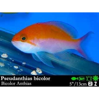 Pseudanthias bicolor - Bicolor anthias - Двуцветный псевдантиас Pseudanthias bicolor - Bicolor anthias - Двуцветный псевдантиас
