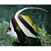 Heniochus acuminatus Бабочка вымпельная белоперая 