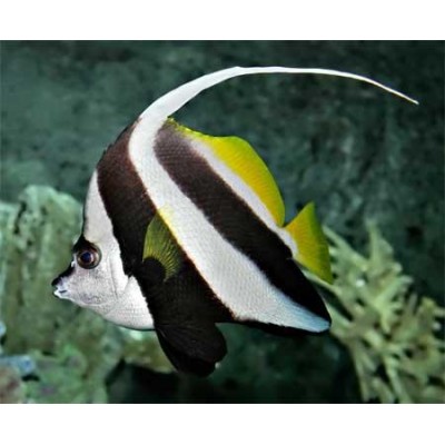 Heniochus acuminatus Бабочка вымпельная белоперая Heniochus acuminatus Бабочка вымпельная белоперая