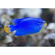 Chrysiptera cyanea (Хризиптера сапфирная)