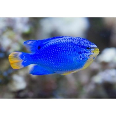 Chrysiptera cyanea (Хризиптера сапфирная) Chrysiptera cyanea (Хризиптера сапфирная)