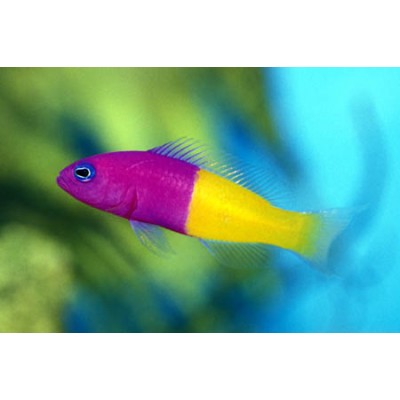 Ложнохромис Королевский (Pseudochromis Paccagnellae) Ложнохромис Королевский (Pseudochromis Paccagnellae)