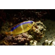 Хризиптера Синеполосая (Chrysiptera brownriggii)