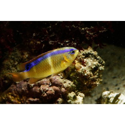 Хризиптера Синеполосая (Chrysiptera brownriggii) Хризиптера Синеполосая (Chrysiptera brownriggii)