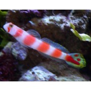 Cryptocentrus aurora