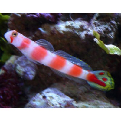 Cryptocentrus aurora Cryptocentrus aurora