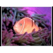 Amphiprion perideraion (Розовый клоун)
