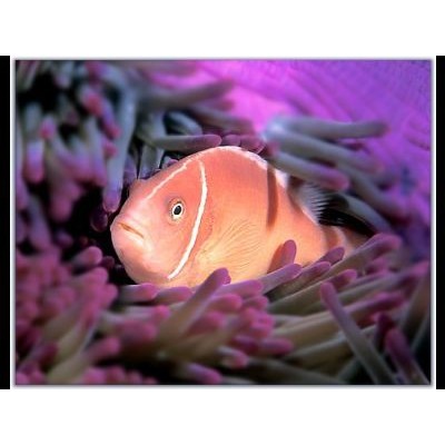 Amphiprion perideraion (Розовый клоун) Amphiprion perideraion (Розовый клоун)