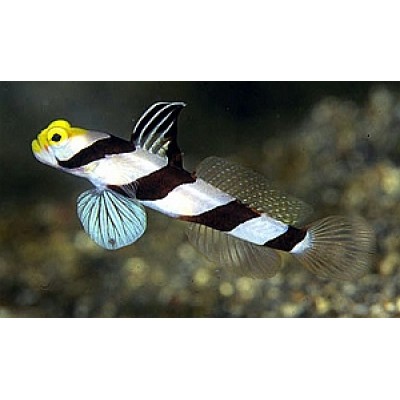 stonogobiops xanthorhinica- Бычок креветочный желтоносый stonogobiops xanthorhinica- Бычок креветочный желтоносый