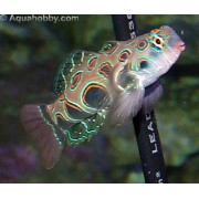 Synchiropus picturatus - Мандаринка точечная