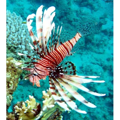 Pterois Мiles Индийская крылатка Pterois Мiles Индийская крылатка