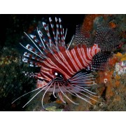 Pterois radiata - Радиальная крылатка