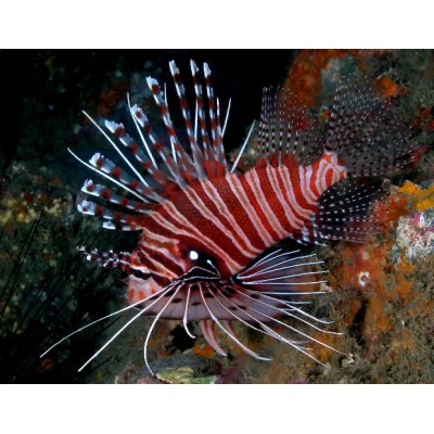 Pterois radiata - Радиальная крылатка Pterois radiata - Радиальная крылатка