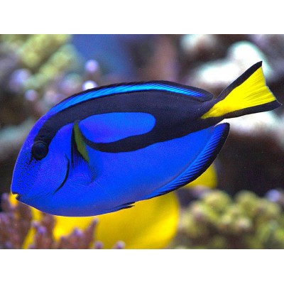 NovaMark "Forest CocoChips" 6 л NovaMark "Forest CocoChips" 6 л