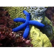 Голубая Линкия (Linckia laevigata)