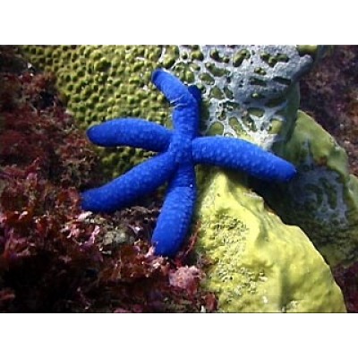 Голубая Линкия (Linckia laevigata) Голубая Линкия (Linckia laevigata)