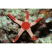 Fromia elegans (Фромия розовая)