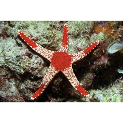 Fromia elegans (Фромия розовая) Fromia elegans (Фромия розовая)