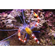 Креветка-боксер синяя