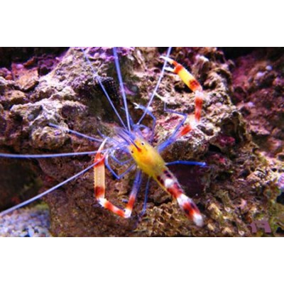 Креветка-боксер синяя Креветка-боксер синяя