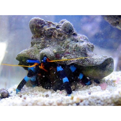 Рак-Отшельник Синелапый ( Calcinus Elegans) Рак-Отшельник Синелапый ( Calcinus Elegans)