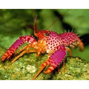 Enoplometopus debelius Рифовый омар Дебелиуса