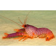 Enoplometopus occidentalis (Омар Рифовый Красный)