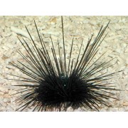 Ёж Длинноглый (Diadema Savignyi)