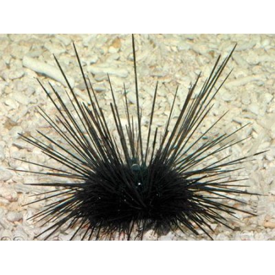 Ёж Длинноглый (Diadema Savignyi) Ёж Длинноглый (Diadema Savignyi)