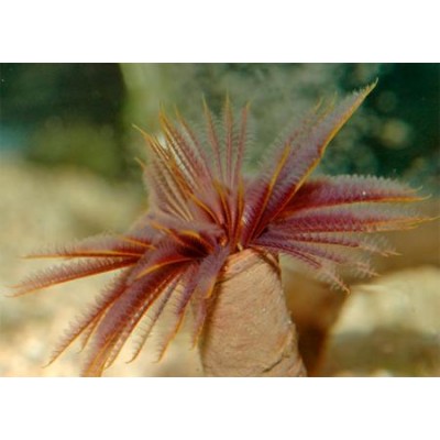 Веерный червь жёлтый (Sabellastarte spectabilis) Веерный червь жёлтый (Sabellastarte spectabilis)