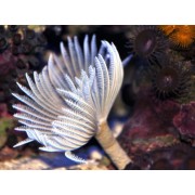 Веерный Червь