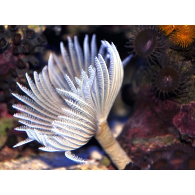 Веерный Червь Веерный Червь