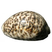 Ципрея тигровая  Cypraea tigris.