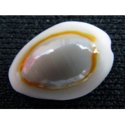Ципрея аннулюс (Cypraea annulus)