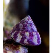 Улитка - конус хистрио (Trochus histrio)