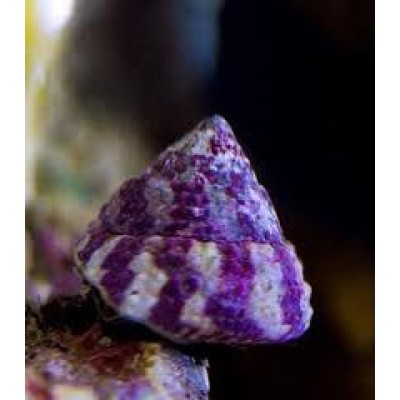 Улитка - конус хистрио (Trochus histrio) Улитка - конус хистрио (Trochus histrio)