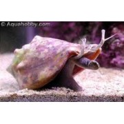 Стромбус Алатырь Strombus Alatur