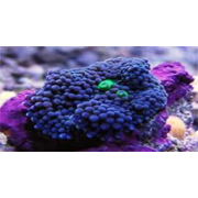 Ricordea Yuma Рикордея юма синяя