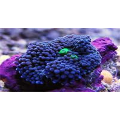 Ricordea Yuma Рикордея юма синяя Ricordea Yuma Рикордея юма синяя