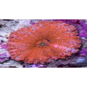 Ricordea Yuma Рикордея юма оранжевая 