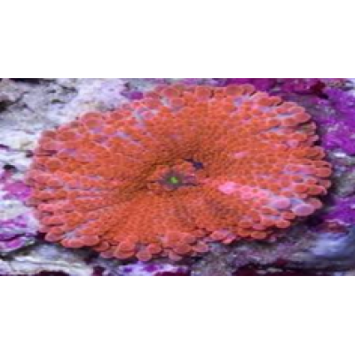 Ricordea Yuma Рикордея юма оранжевая Ricordea Yuma Рикордея юма оранжевая