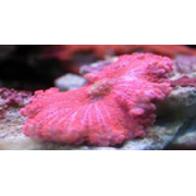 Ricordea Yuma Рикордея юма розовая 